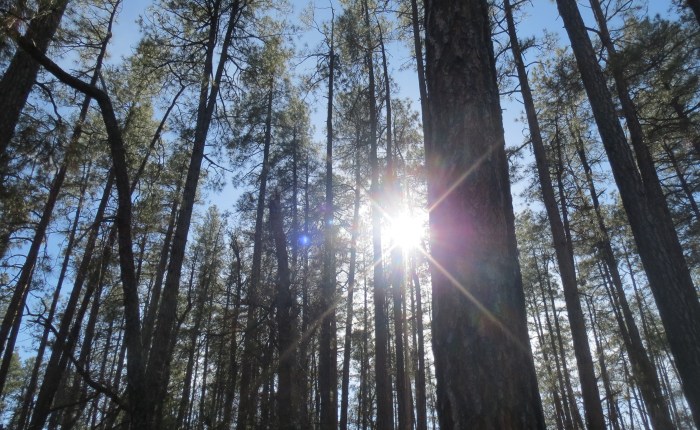 Goldwater Lake Trail&nbsp;#396
