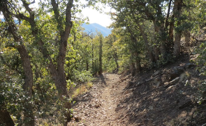 Groom Creek Loop Trail&nbsp;#307